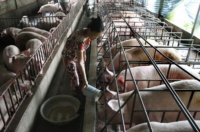 Ứng dụng tiến bộ khoa học công nghệ vào chăn nuôi